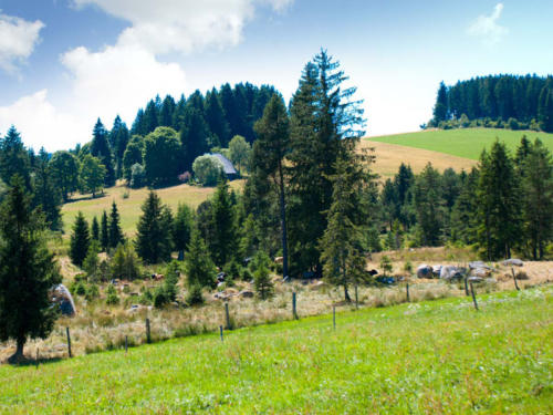 familiengasthof-schwarzwald-2